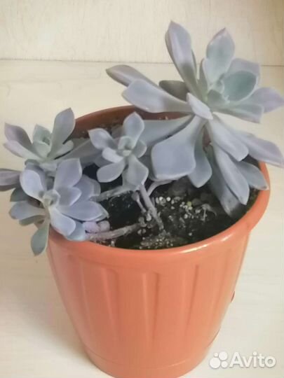 Суккуленты