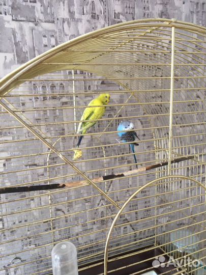 Клетка для птиц