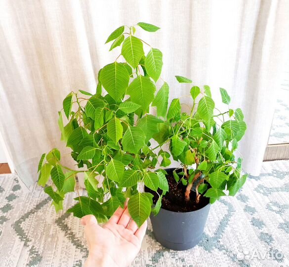 Пуансеттия взрослое растение молочай красивейший