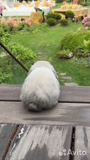 Кролик карликовый