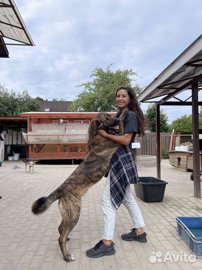 Пес Тигра ищет дом, собака в добрые руки