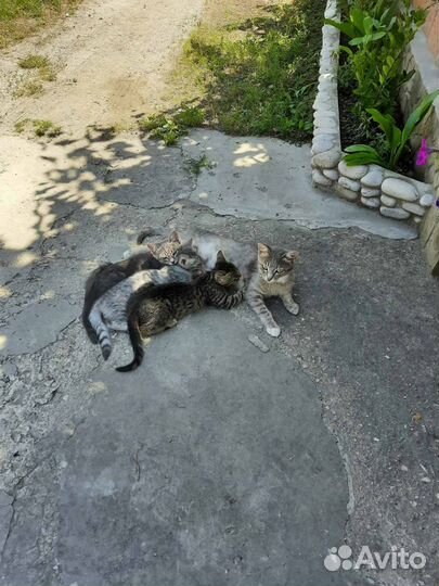 Котята в добрые руки