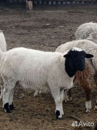 Овцы бараны
