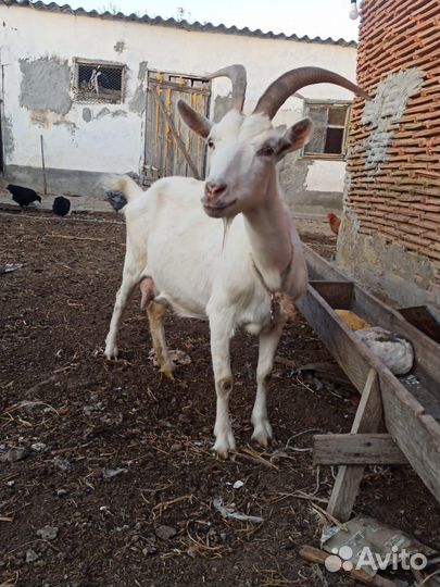 Дойные козы