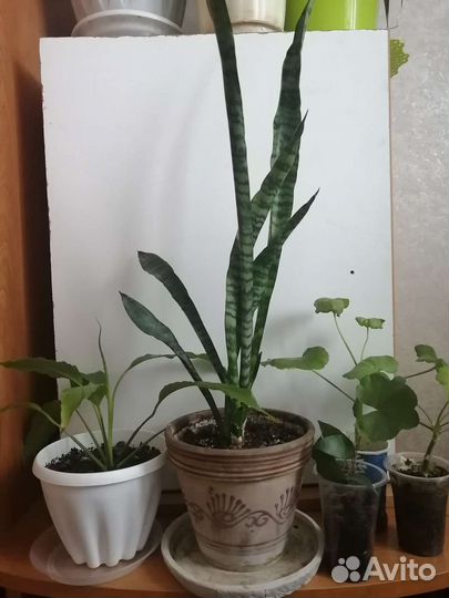 Комнатные цветы