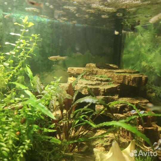 Продам гуппий