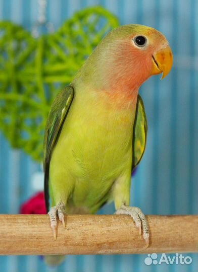 Лучшие попугаи неразлучники зеленые птенцы для Вас