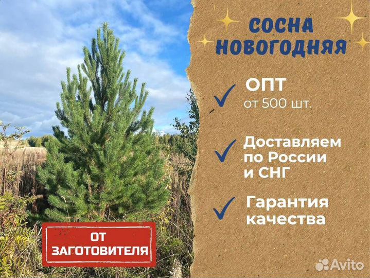 Новогодние сосны опт по России и снг