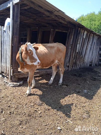 Первотелка и Нетель