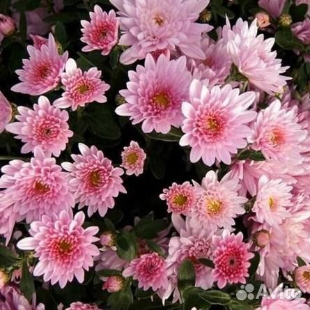 Хризантемы мультифлоры
