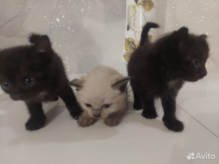 Два чëрных мальчика и девочка