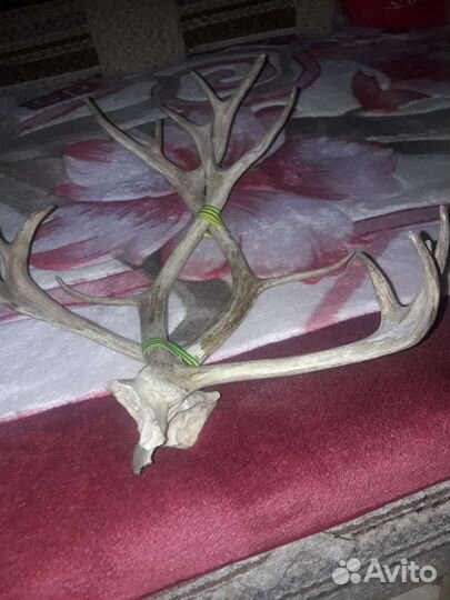 Рога оленя