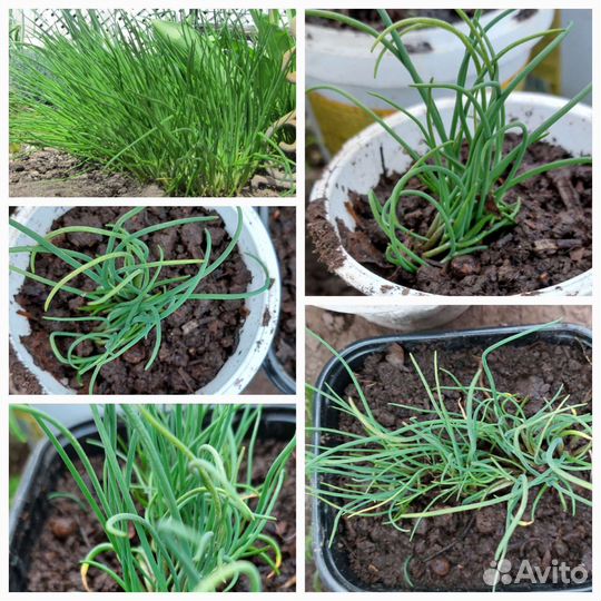 Лук дикий или лук - шнитт