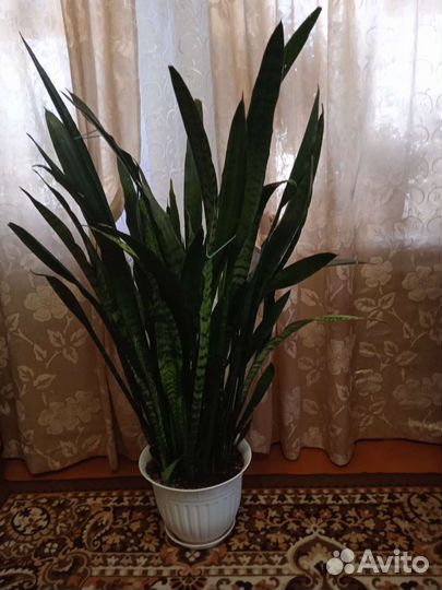 Сансевиерия