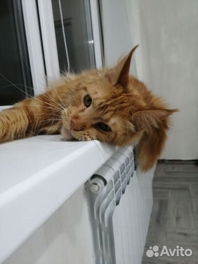 Котята мейн-кун