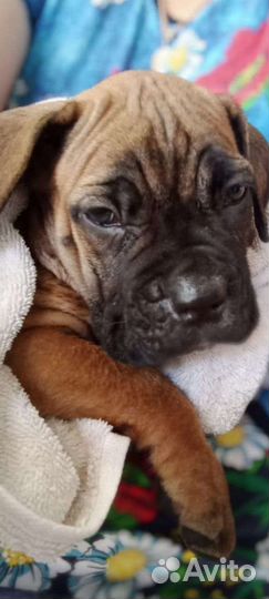 Собаки щенки кане Корсо