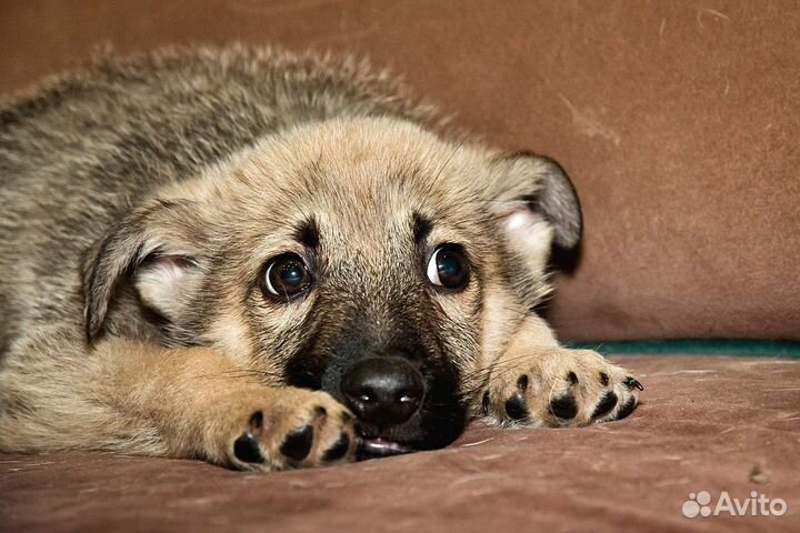 Щенку нужен дом