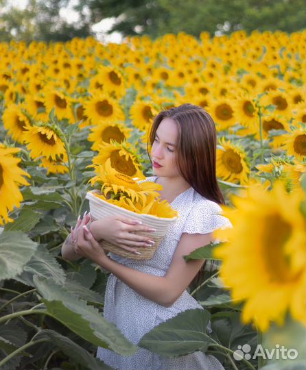 Фотосессия В подсолнухах