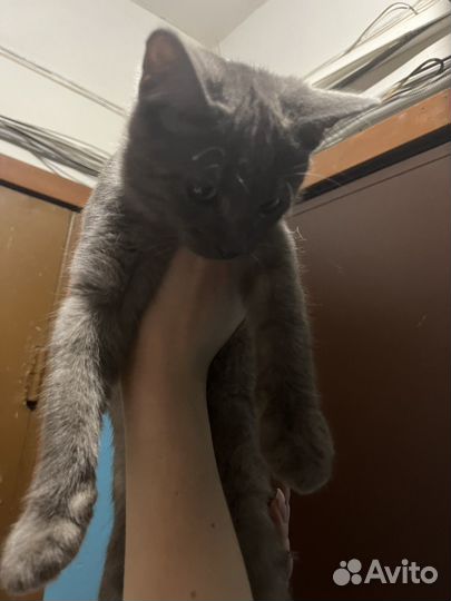 Кошка в дар бесплатно