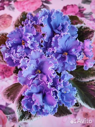 Цветущая фиалка