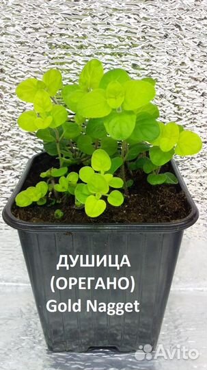 Пряные травы Душица базилик тимьян мята розмарин