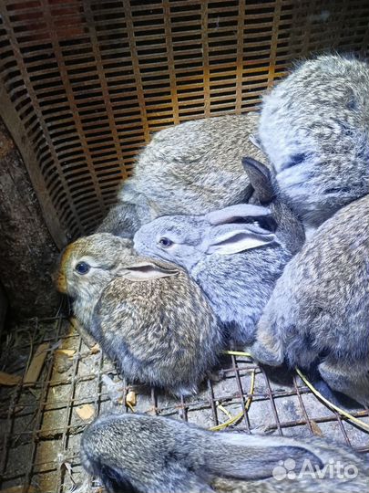 1.5 месячные крольчата