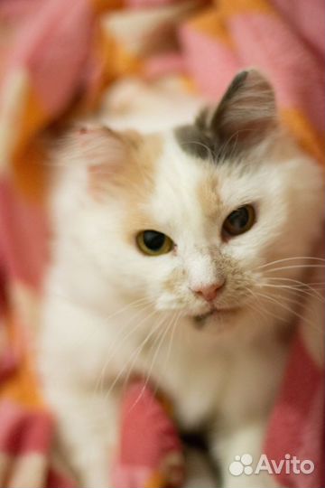 Кошка в добрые руки