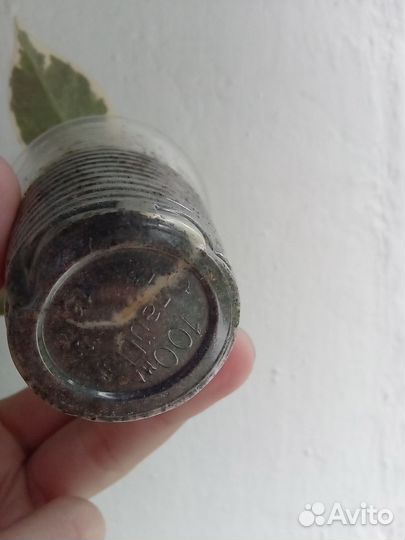 Редкие сортовые фикусы