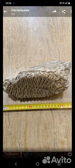 Зуб мамонта