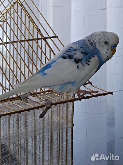 Волнистый попугай