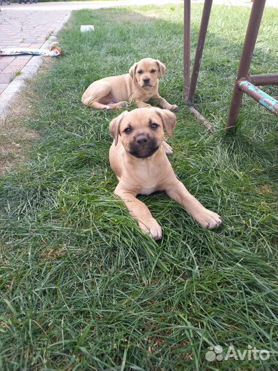 Щенки стаффордширского терьера