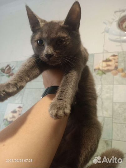 Серебристый котенок, девочка в добрые руки