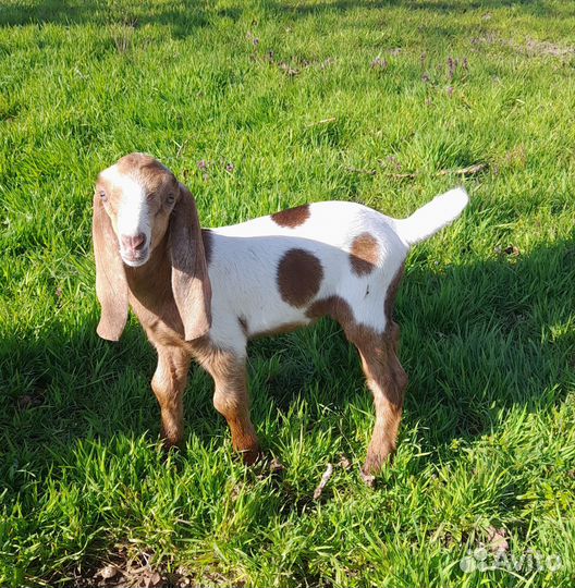 Козы и козлята нубийские и камори