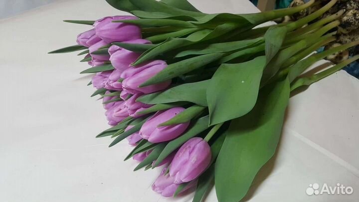 Цветы тюльпаны