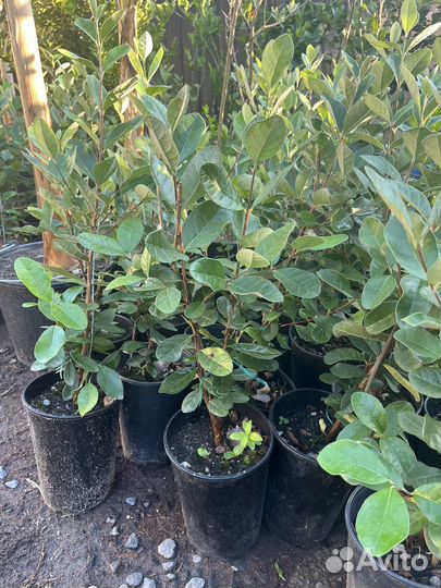 Саженцы фейхоа