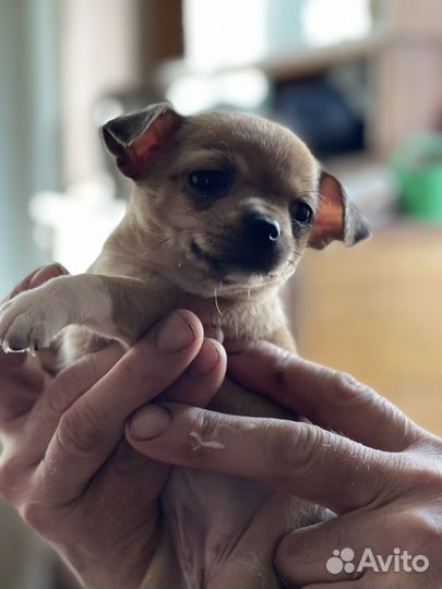 Чихуахуа щенки москва