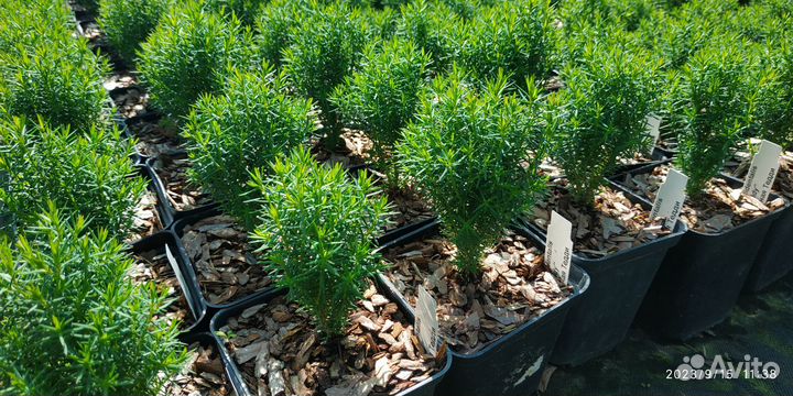 Туя Рейнголд Тедди Даника Мириам Голд Глоб Столвик