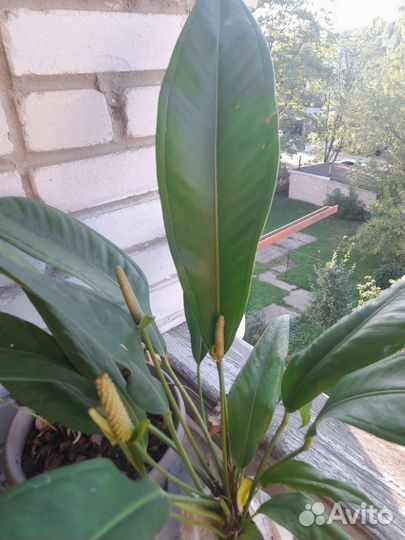 Антуриум Бейкера