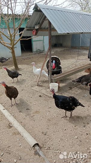 Инкубационное яйцо индейки