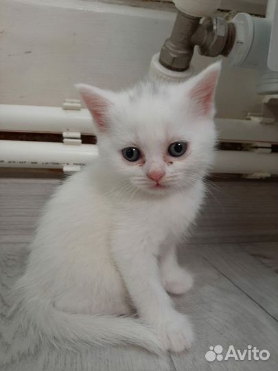 Британская