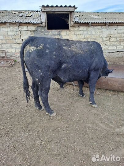 Бык на мясо