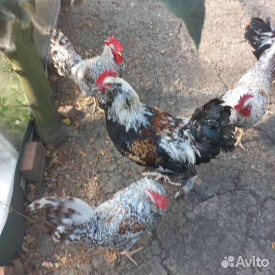 Петухи Фавероль
