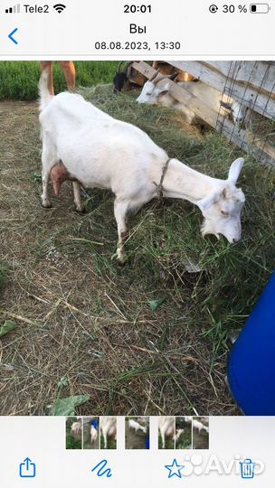 Козы дойные