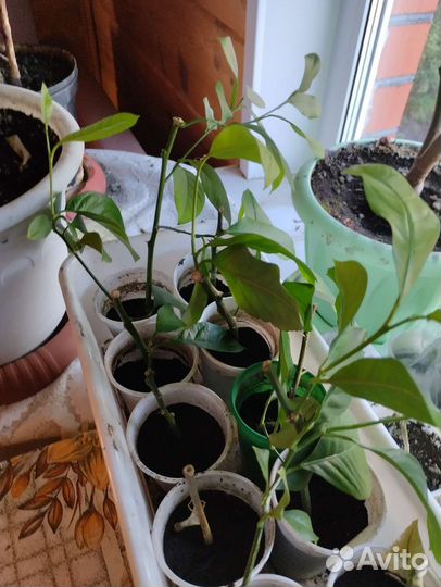 Лимонное дерево, лимон