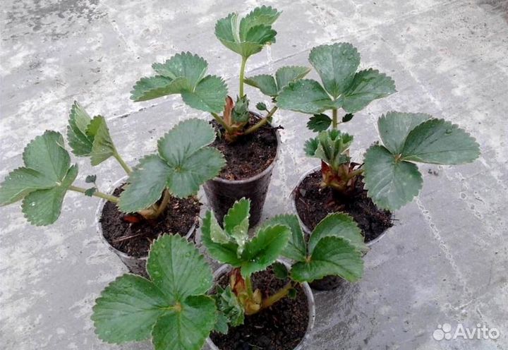 Клубника рассада