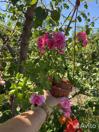 Пеларгония