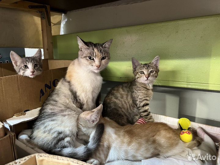 Кошачья семья кошка котята