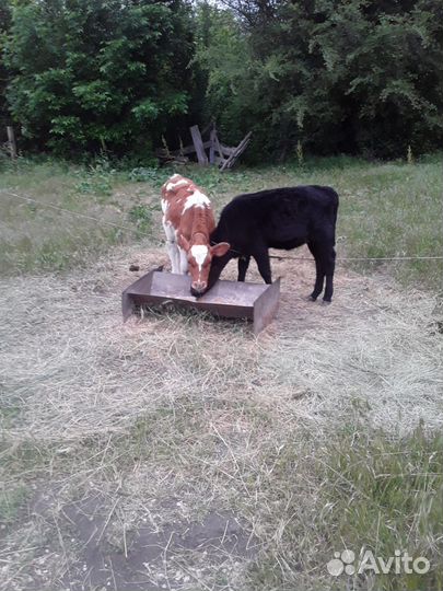 Телята телочки