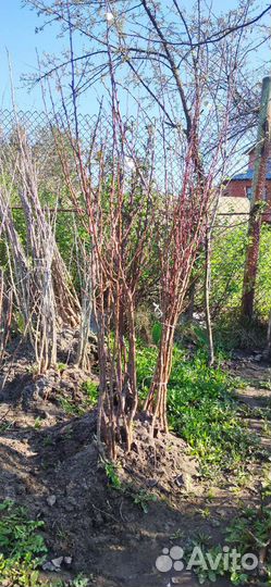 Саженцы абрикоса