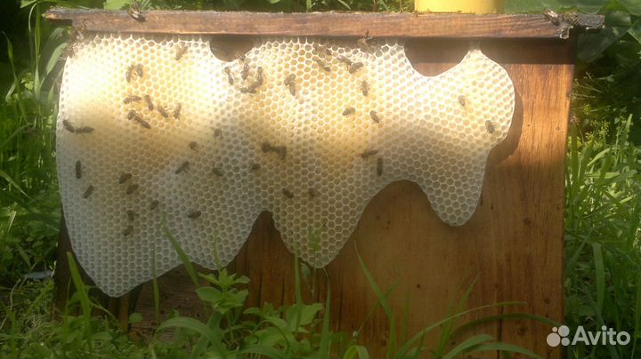 Мёд Маточное молочко Перга Прополис